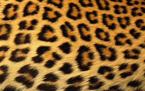 Leopard Print