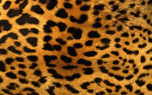 Cheetah Skin