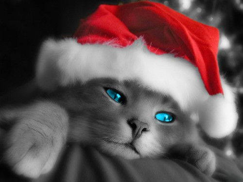 Christmas Kitty Cat