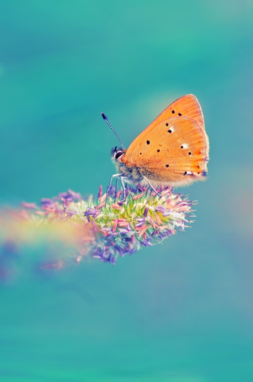 Butterfly Dream