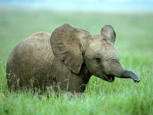 Baby Elephant