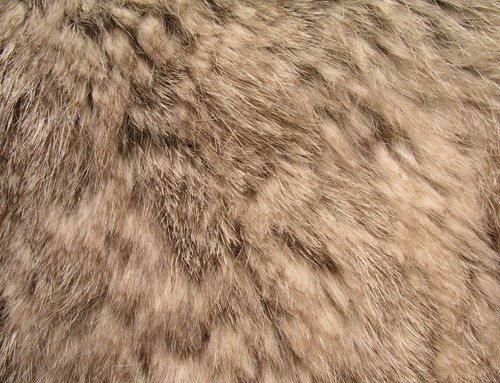 Rabbit Fur