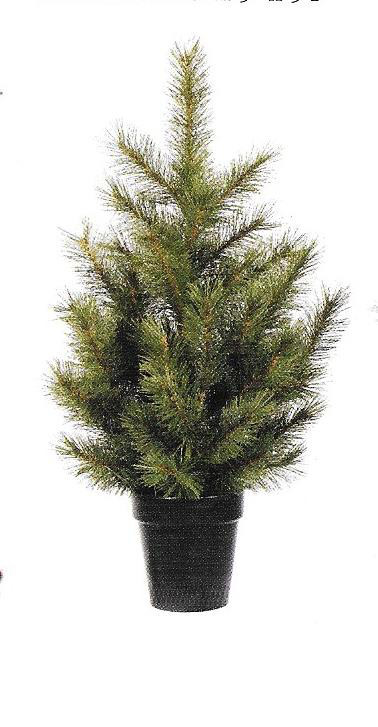 Cayote Pine - small potted tree