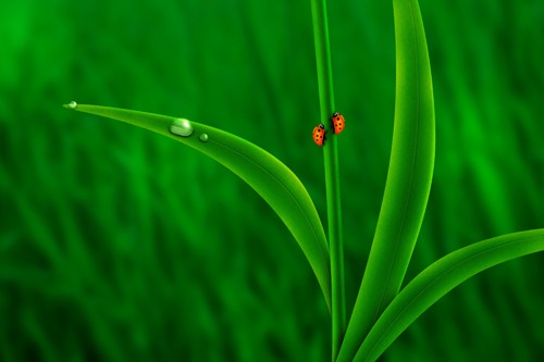 Ladybug Friends