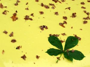 Green leaf in yellow background. belated Fathers Day Gifts