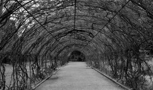 See how beautiful beautiful it is. You can imagine how shady it would be when it grows out in the spring and summer. Ask a professional for guidance before starting a project like this.